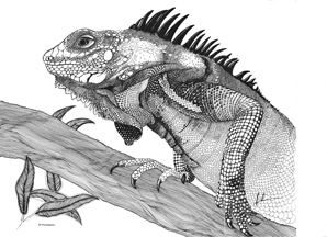 Pen and ink Drawing of and Iguana by Irmelin